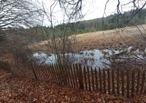 La tourbière du Mont-Bar